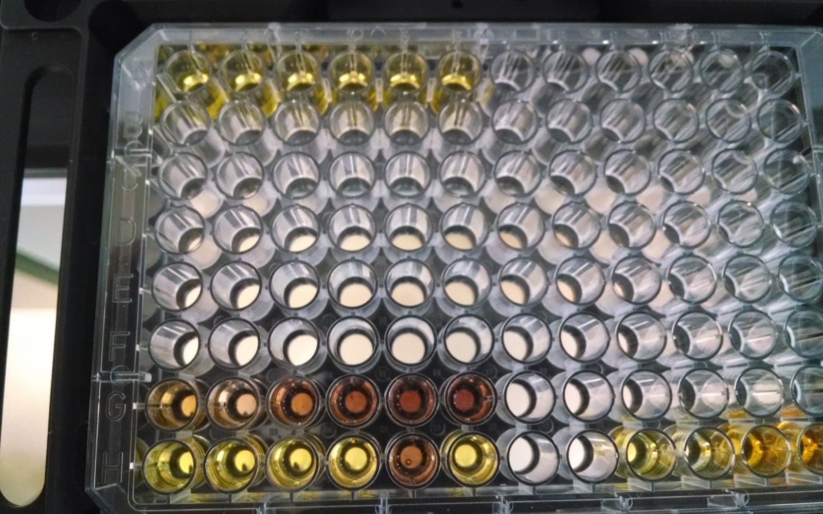 PCR מרובה מטרות: זיהוי כמה מיקרואורגניזמים בתגובה אחת
