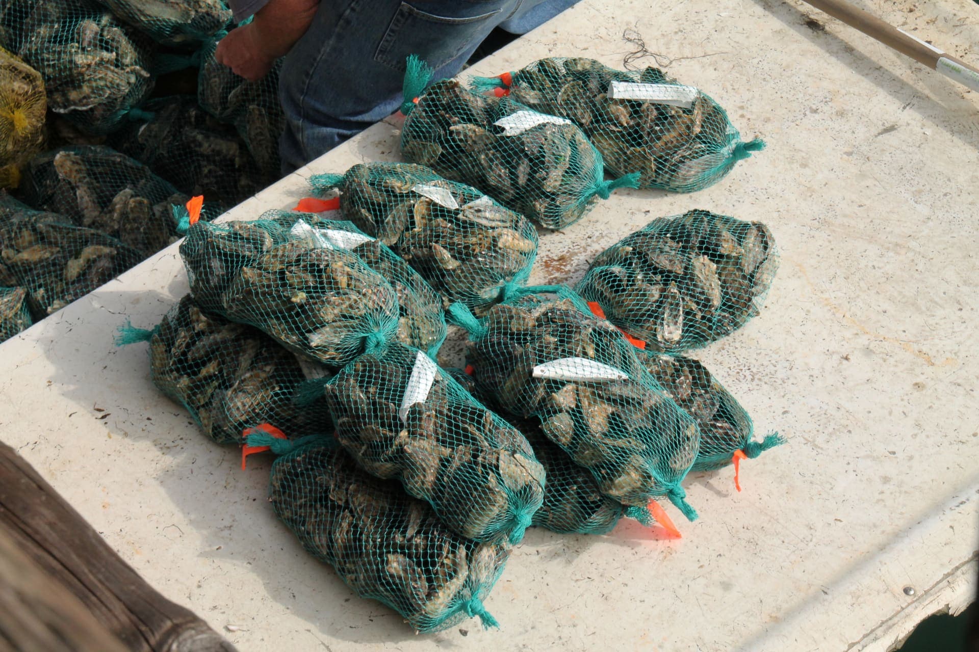Vibrio spp.: מהו ומדוע הוא מדאיג את תעשיית פירות הים והחקלאות הימית