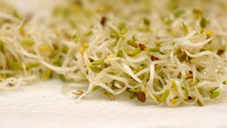 Retiran Brotes de Alfalfa en EE. UU. por Brote de E. coli STEC y Salmonella en 15 Estados