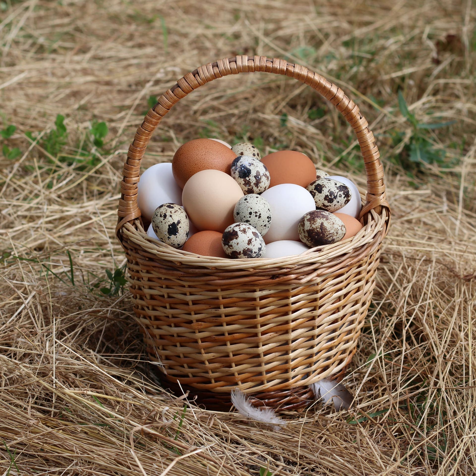 Bélgica Confirma 236 Casos de Salmonella por Huevos e Impulsa Cambios Normativos