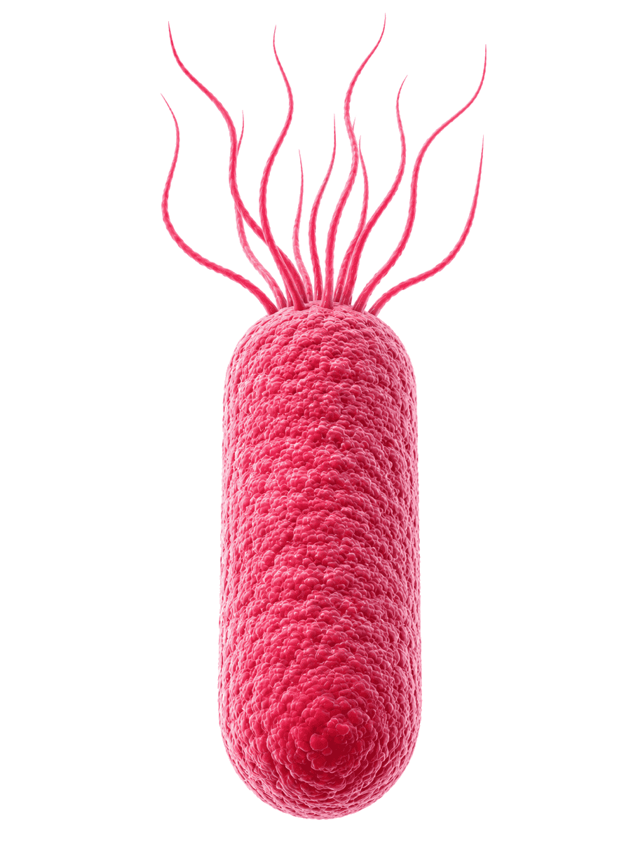 Célula de Salmonella