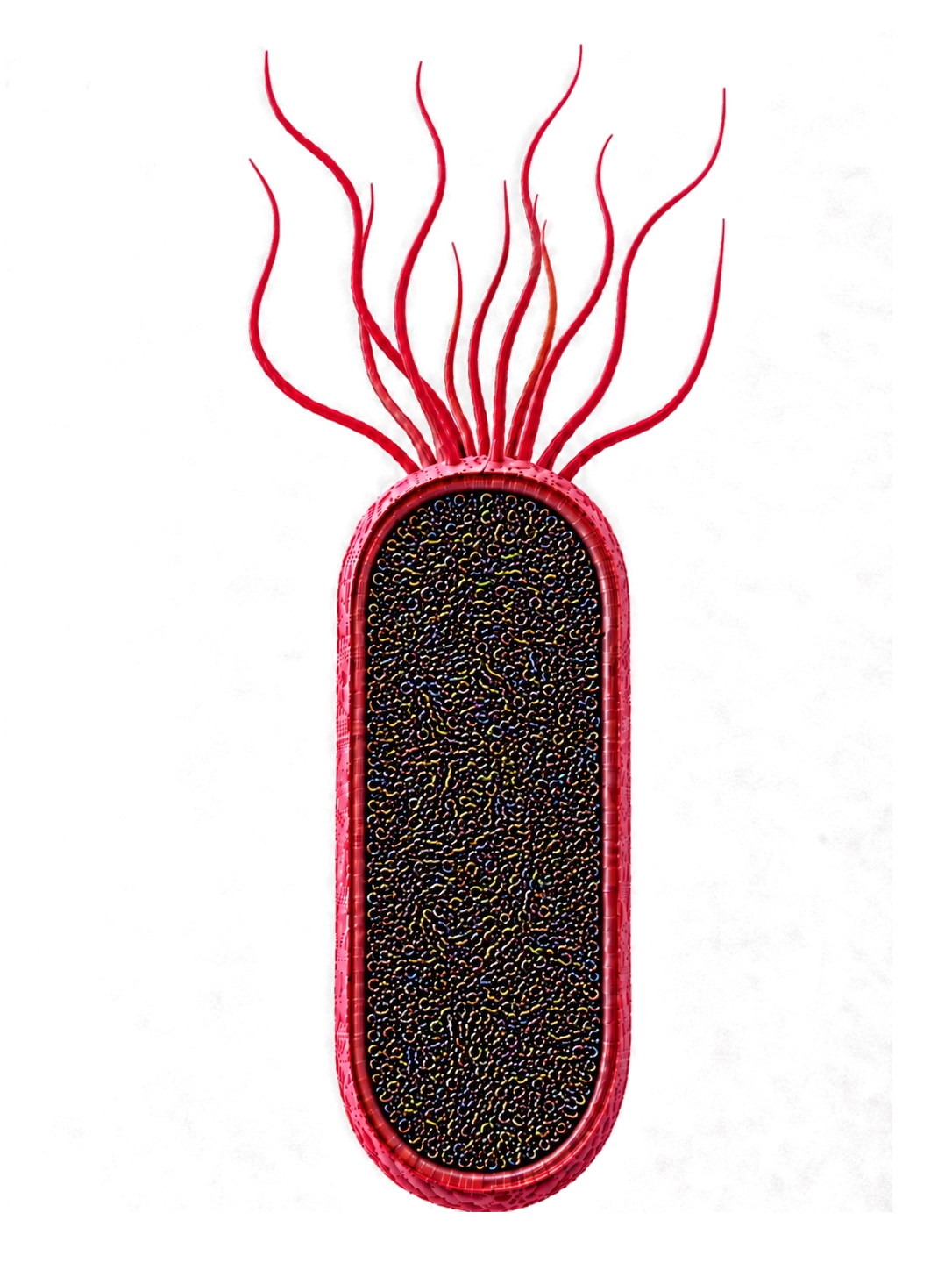 Material genético de Salmonella — ARN
