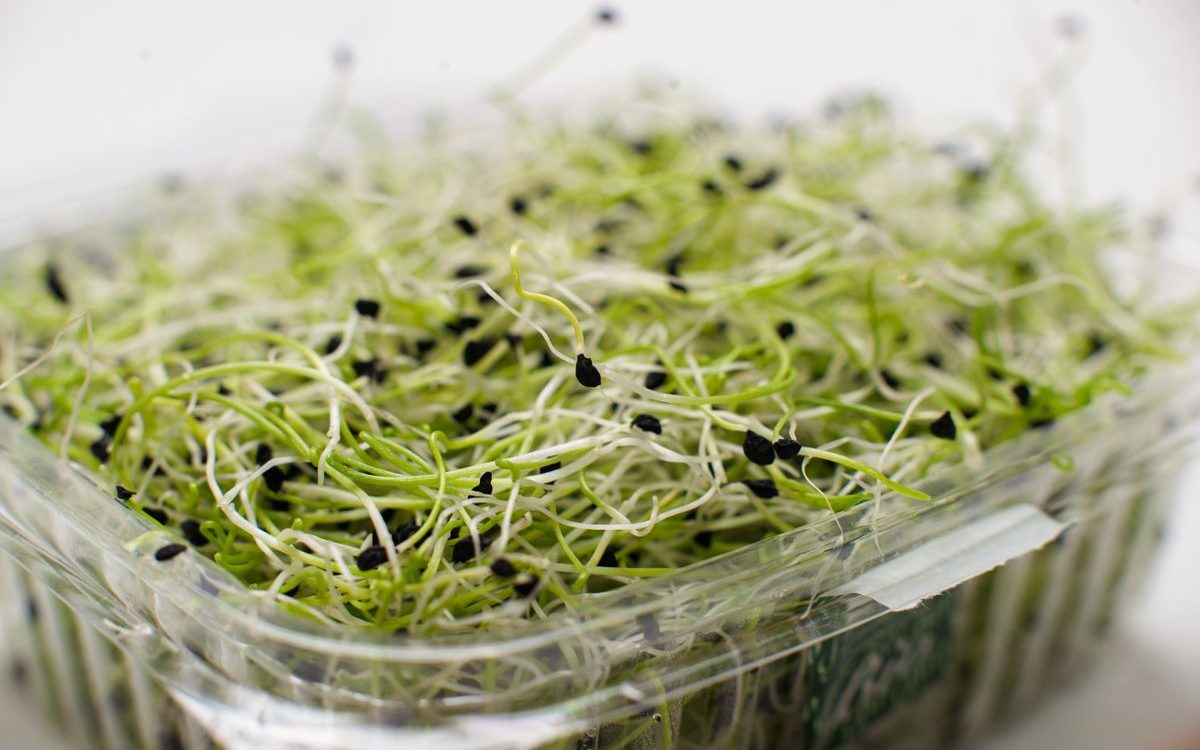 L'Irlanda Ritira Germogli di Alfalfa per Rischio di Salmonella in un Focolaio Multinazionale