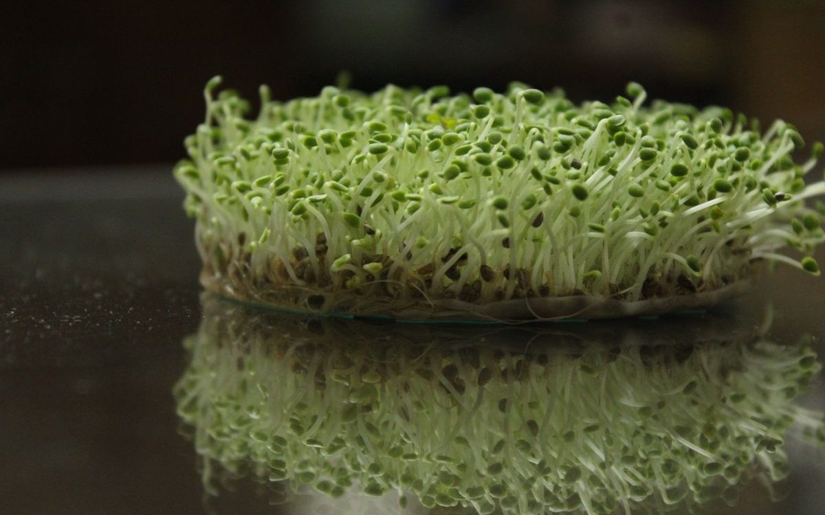 Brote Multipaís de Salmonella en Semillas de Alfalfa Germinadas Suma 109 Casos y Dos Muertes