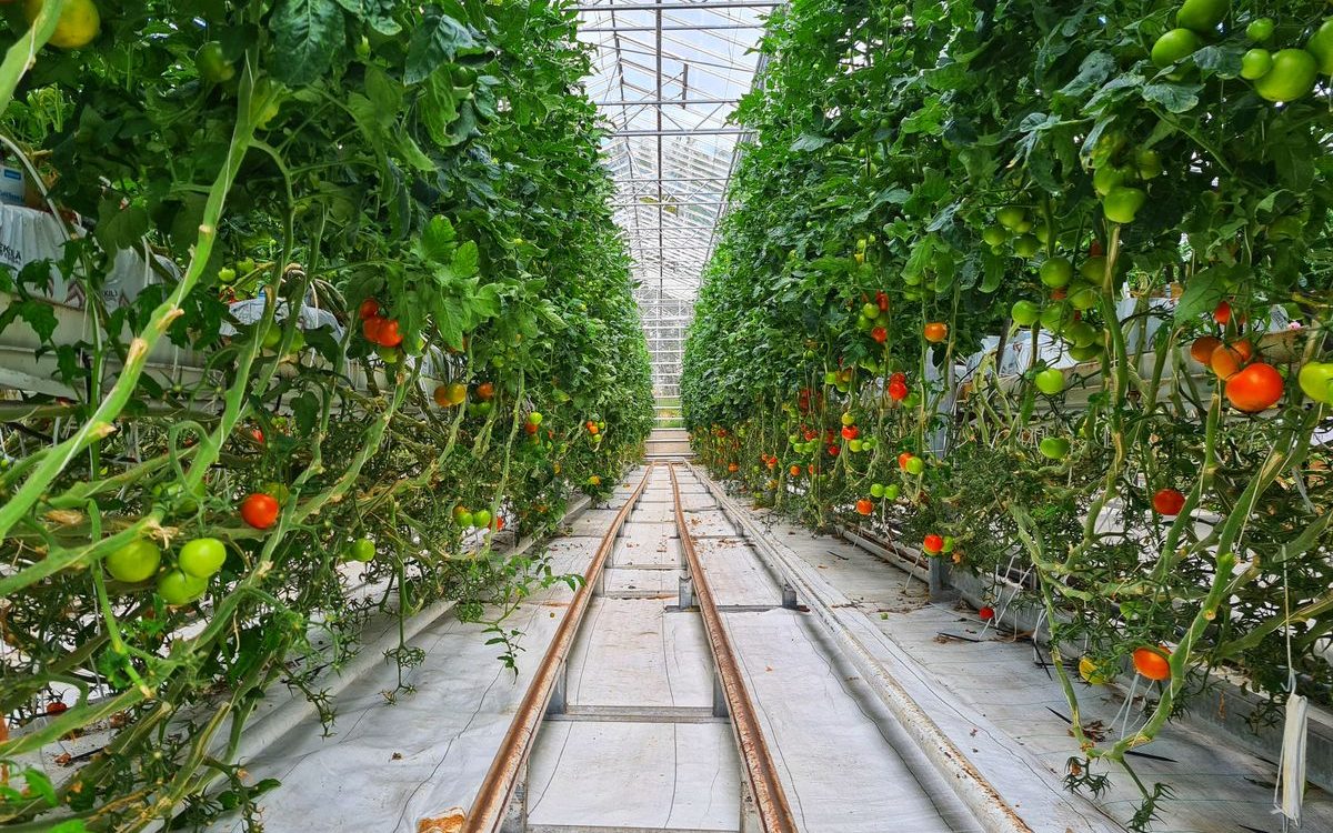 L'Italie, pays le plus touché par l'épidémie européenne de Salmonella Strathcona dans les tomates cerises de Sicile