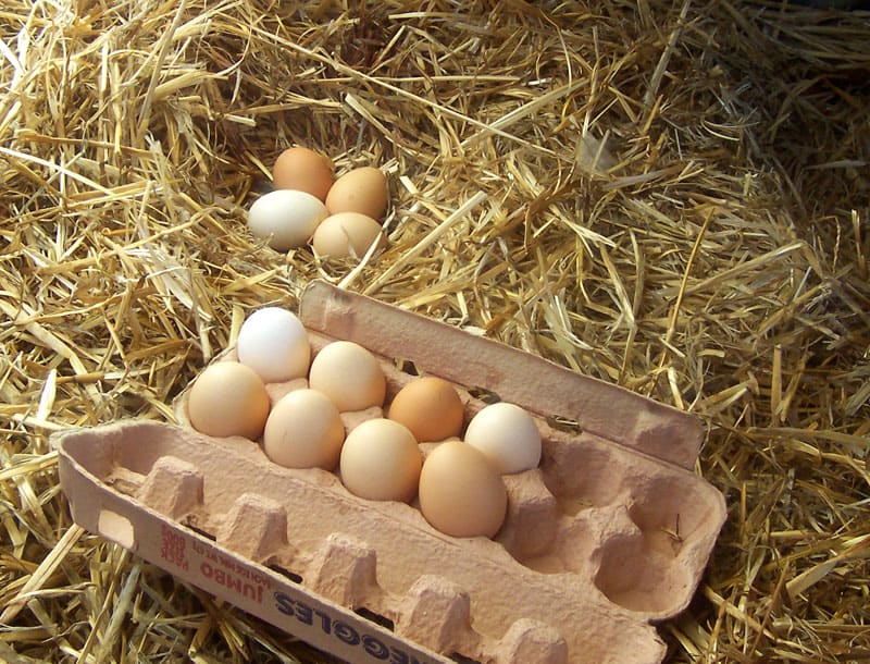 México Vigila Alerta de Huevos con Salmonella Originada en Texas