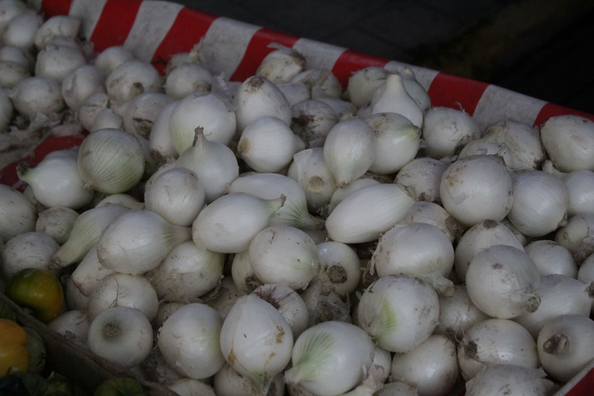 Cofepris Descarta Salmonella Javiana en Empacadora Mexicana
