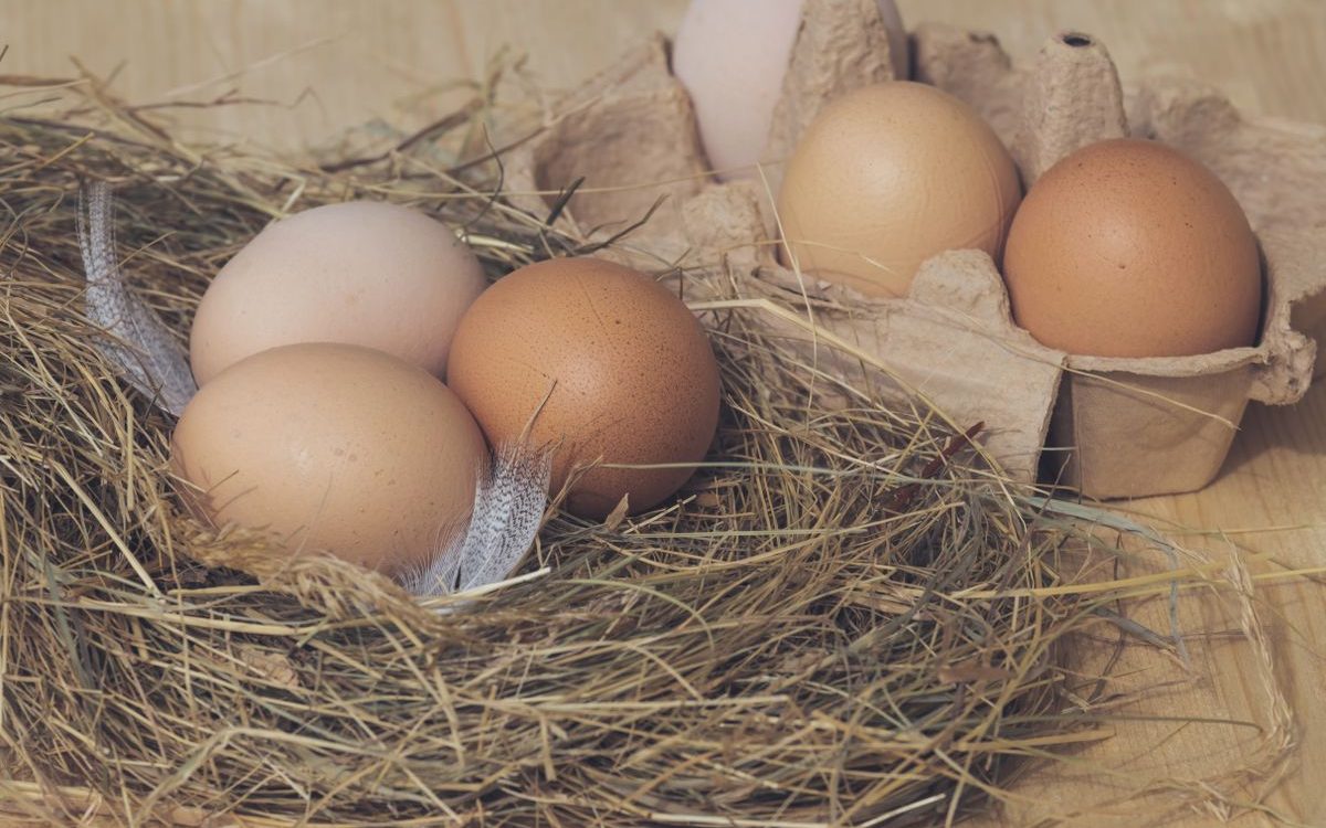 Œufs de la Foyer Belge de Salmonella Atteignent Aussi le Luxembourg