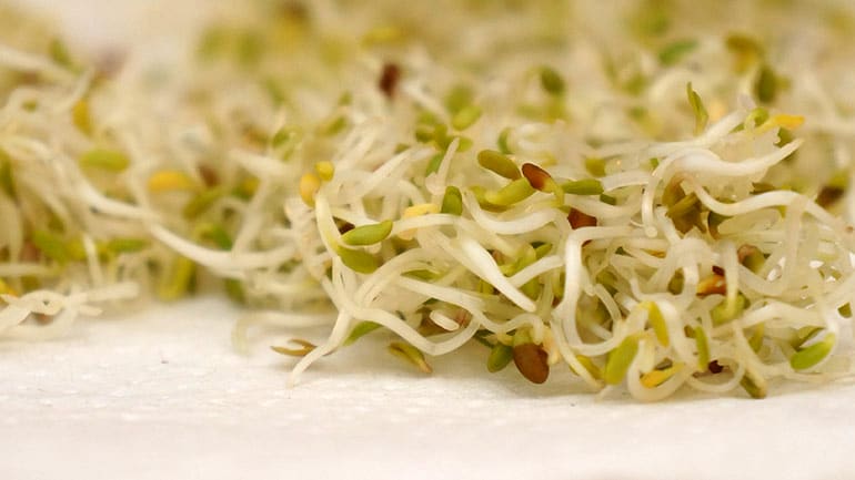 Retiran Brotes de Alfalfa en EE. UU. por Brote de E. coli STEC y Salmonella en 15 Estados