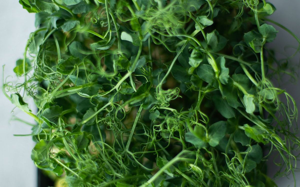 Empresa Hortofrutícola Retira Microvegetales de Brócoli por E. coli en Quebec y Ontario